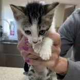 A baby medium-sized male Black & White / Tuxedo Domestic Short Hair cat named Ringo for adoption in Beulaville, NC