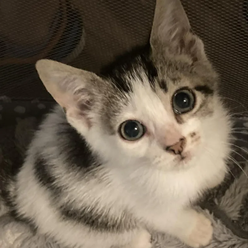 Ringo thumbnail 3
