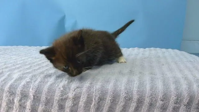 A baby small-sized male Domestic Short Hair cat named Oreo for adoption in Agoura, CA