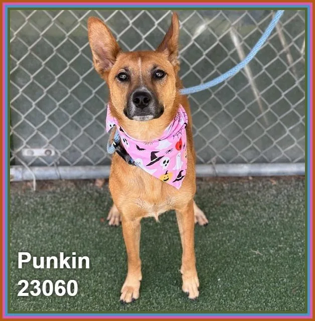 An adult medium-sized female Foxhound dog named Punkin for adoption in Marietta, GA