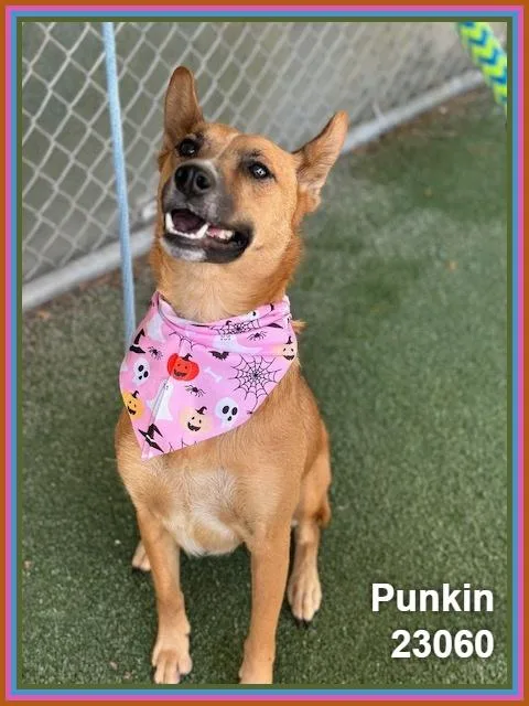 Punkin thumbnail 2