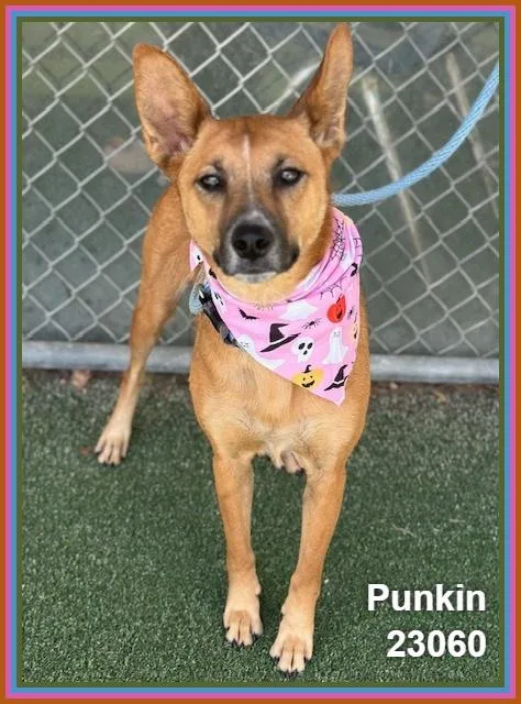 Punkin thumbnail 6