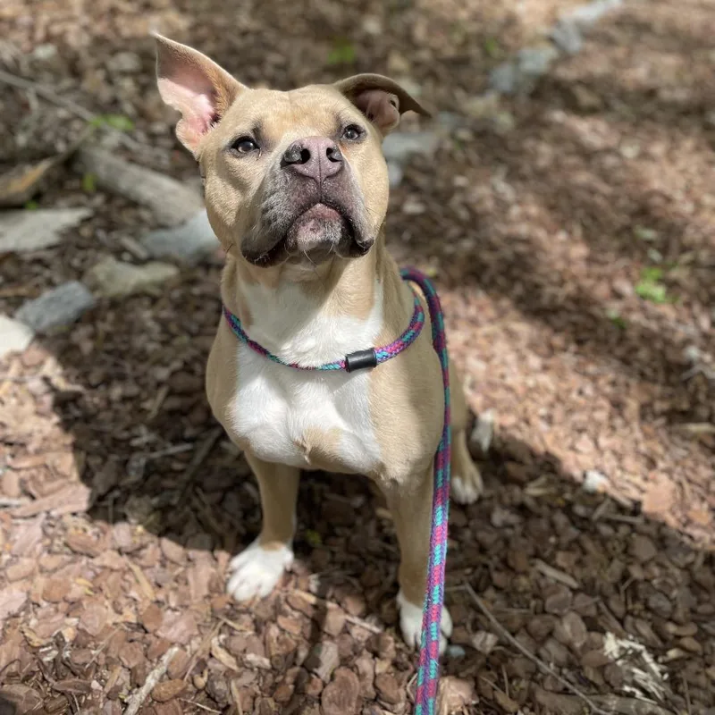 An adult medium-sized male White / Cream Mixed Breed dog named Dijon for adoption in Yanceyville, NC