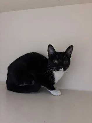 An adult large-sized female Domestic Short Hair cat named Icing for adoption in Chamblee, GA