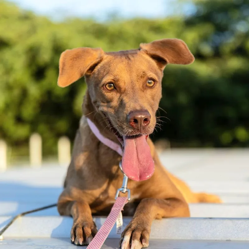 Morena "i Am Ready thumbnail 2