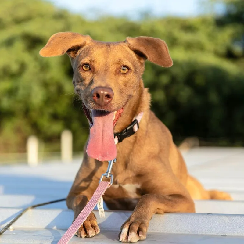 Morena "i Am Ready thumbnail 3