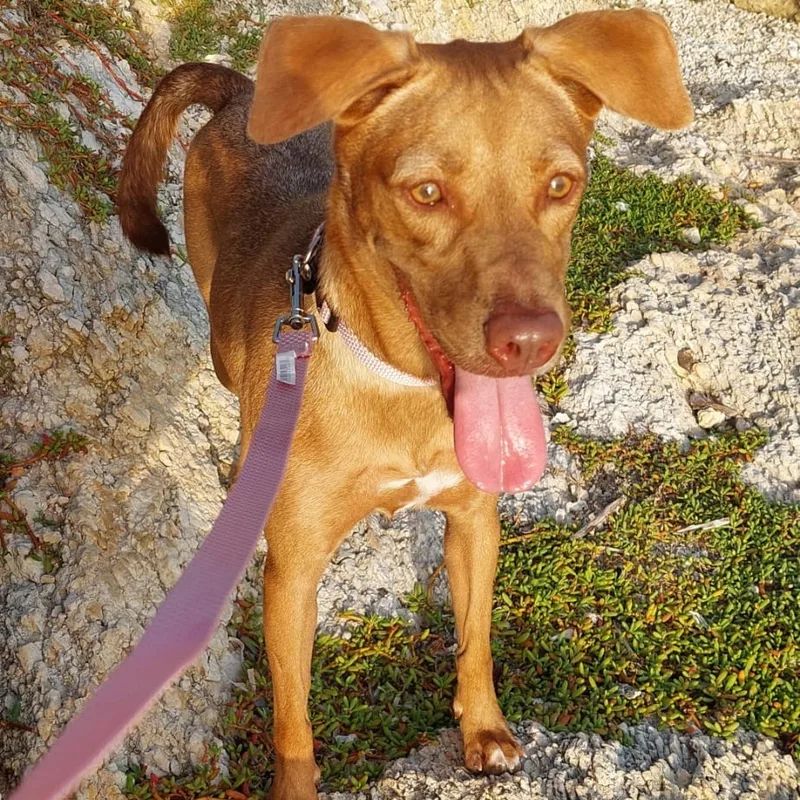 Morena "i Am Ready thumbnail 5