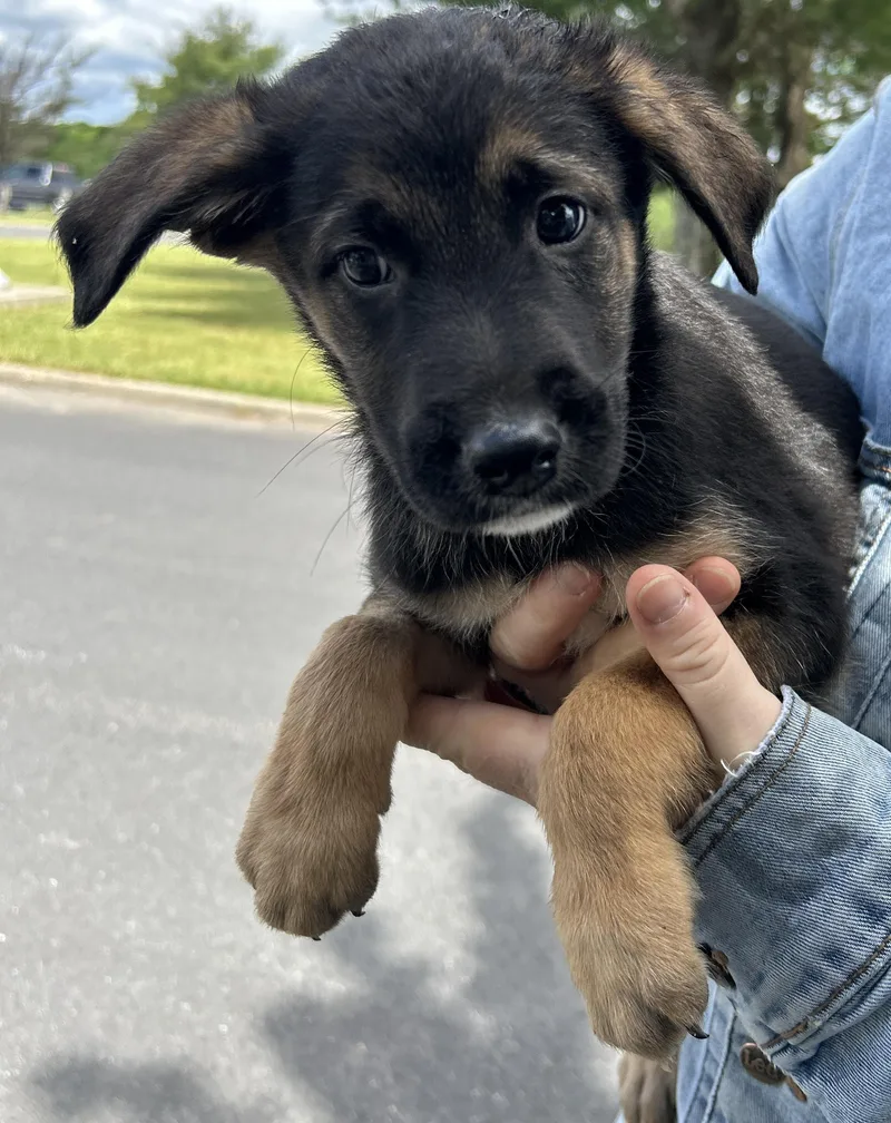 A baby large-sized male Black German Shepherd Dog dog named Pico for adoption in Pottsville, PA