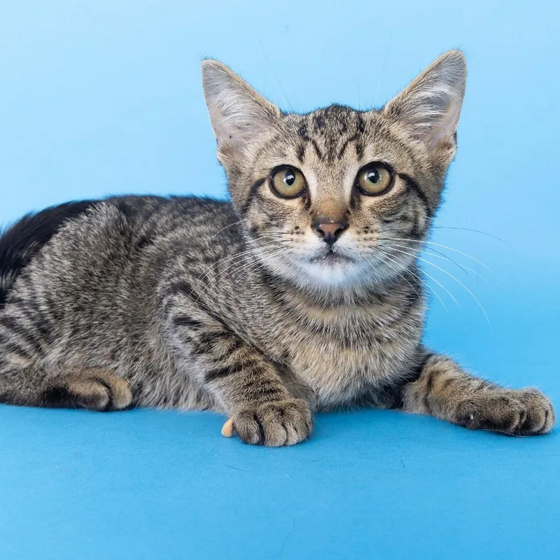 A baby small-sized male Brown / Chocolate Domestic Short Hair cat named Purrfect for adoption in Franklin, TN