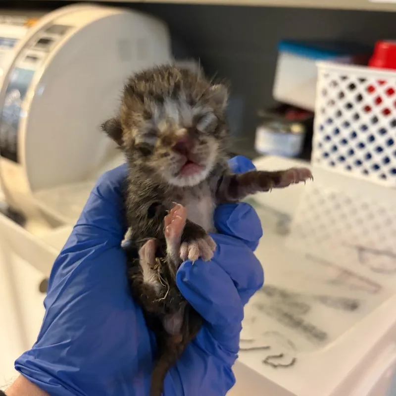 A baby small-sized male Brown / Chocolate Domestic Short Hair cat named Nugget for adoption in Columbus, GA