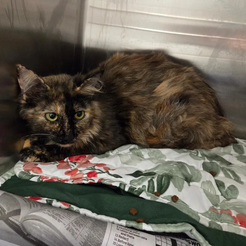 A young medium-sized female Tortoiseshell Domestic Short Hair cat named Zoey for adoption in Chattanooga, TN