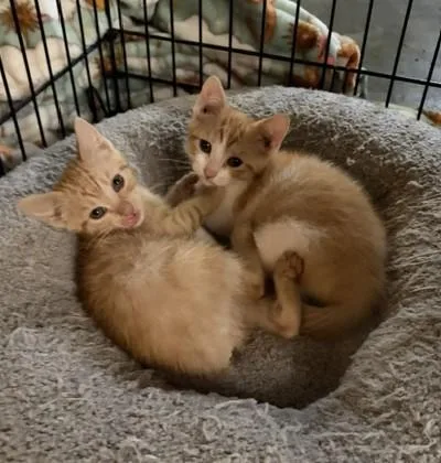 A baby medium-sized female Tabby (Orange / Red) Tabby cat named Cardinal for adoption in Midland, MI