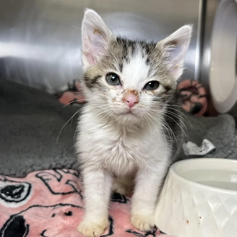 A baby small-sized female White Domestic Short Hair cat named Neo for adoption in Palm Springs, CA