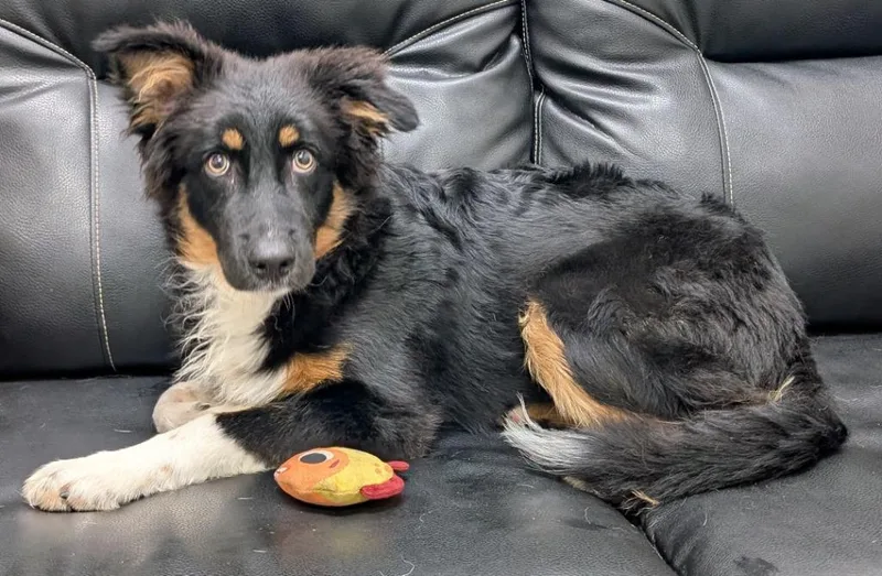 A baby medium-sized male Australian Shepherd dog named Teddy for adoption in Little Rock, AR