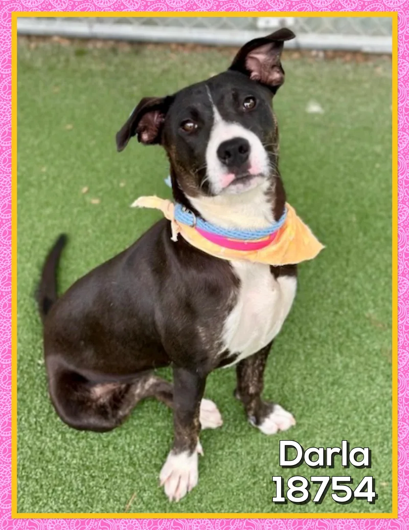Darla