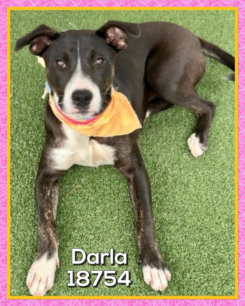 Darla thumbnail 2