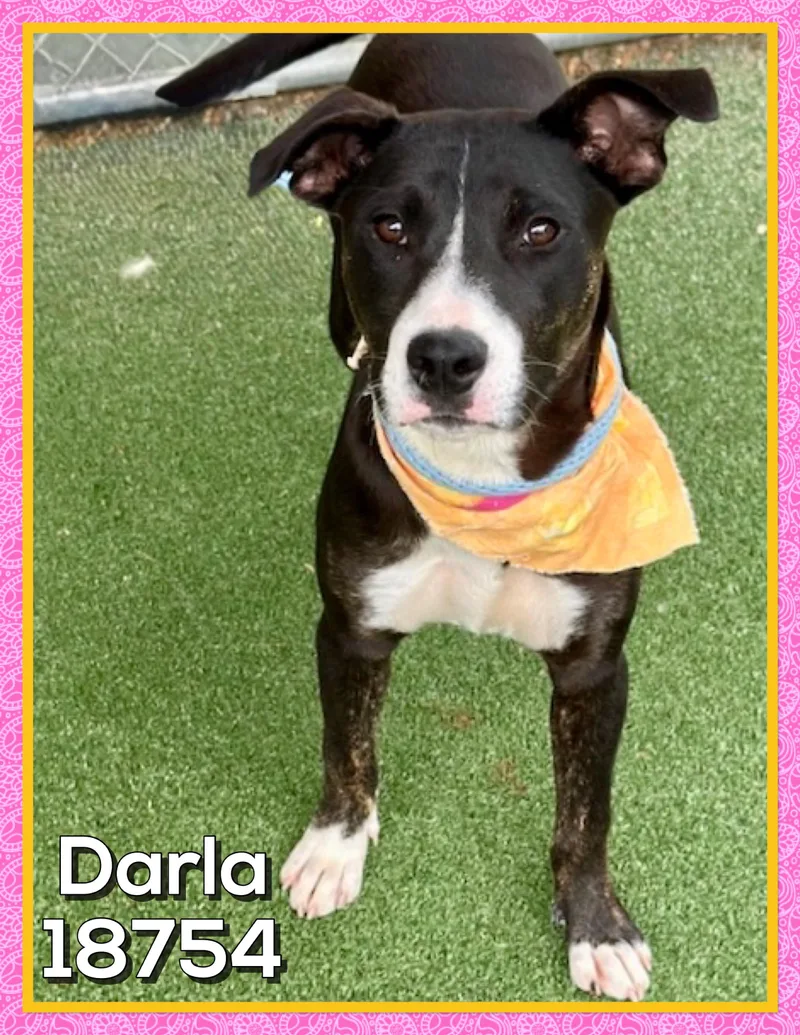 Darla thumbnail 3