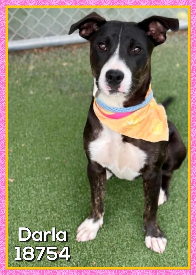 Darla thumbnail 4