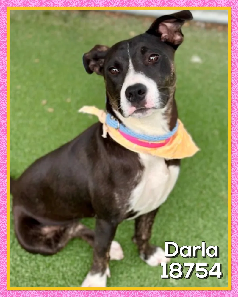 Darla thumbnail 5