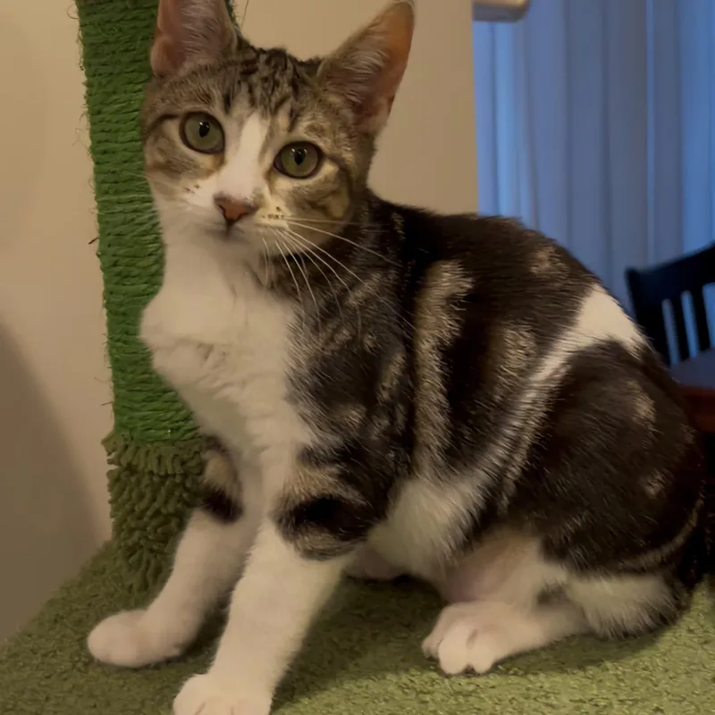 Nova