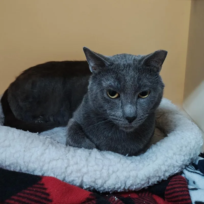 An adult medium-sized male Gray / Blue / Silver Domestic Short Hair cat named FinneganWorking Cat for adoption in Madison, WI