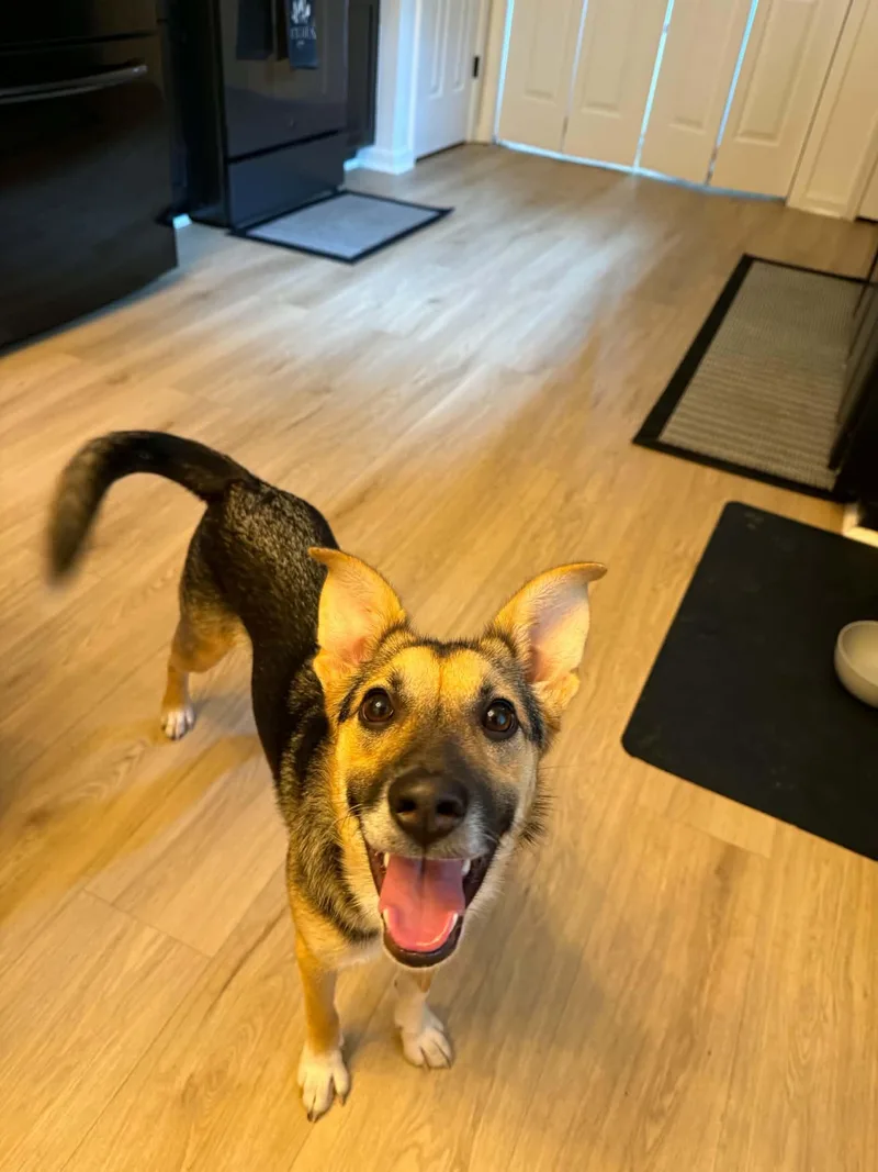 A young medium-sized female Shepherd dog named Sabine for adoption in Greenville, SC