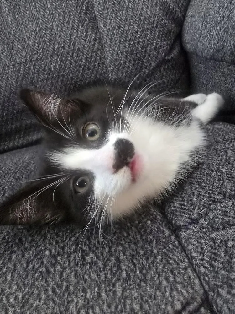 A baby small-sized male Domestic Short Hair cat named Phantom for adoption in Bellingham, WA
