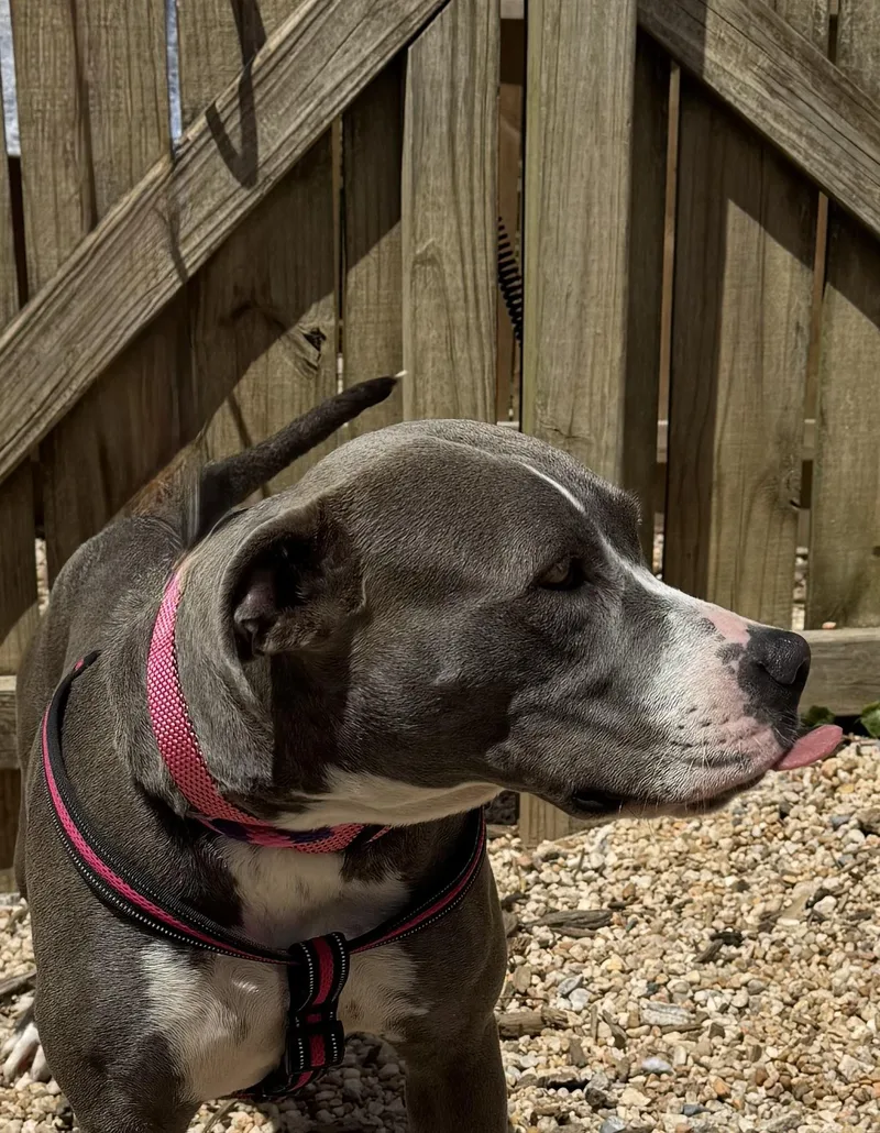 An adult medium-sized female Gray / Blue / Silver Terrier dog named Mallory for adoption in Ellicott City, MD