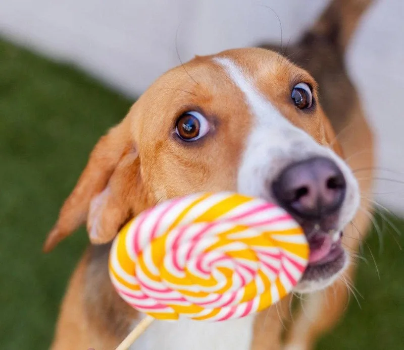 An adult medium-sized female Hound dog named Karrie for adoption in Bloomfield, CT