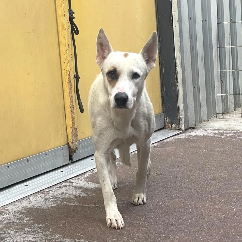 An adult medium-sized female White / Cream Mixed Breed dog named Linda for adoption in San Francisco, CA