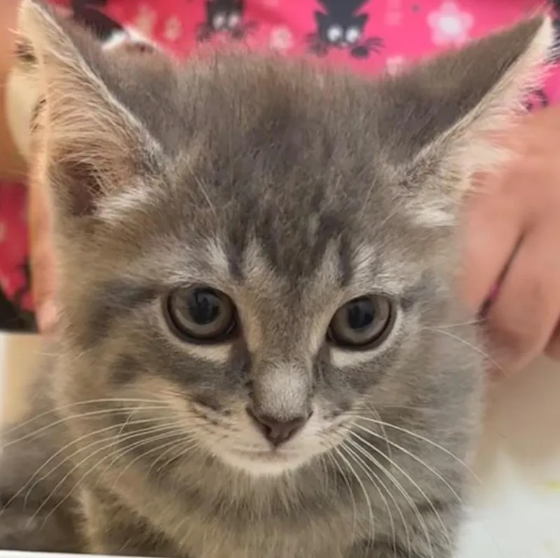 A baby small-sized male Domestic Short Hair cat named Figment for adoption in Elizabethton, TN