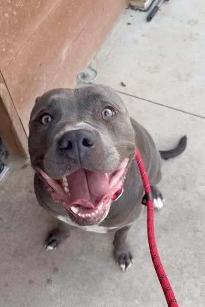 An adult large-sized male Pit Bull Terrier dog named Bando for adoption in Atlanta, GA