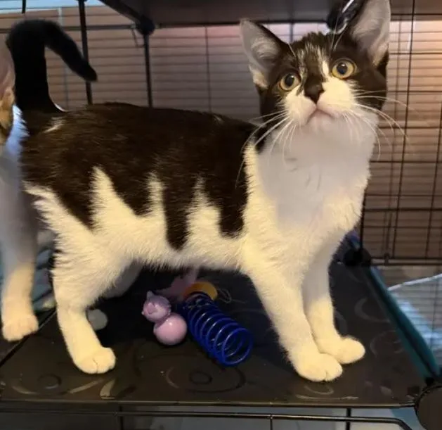 A baby medium-sized female Black & White / Tuxedo Domestic Short Hair cat named Kookaburra for adoption in Reeseville, WI