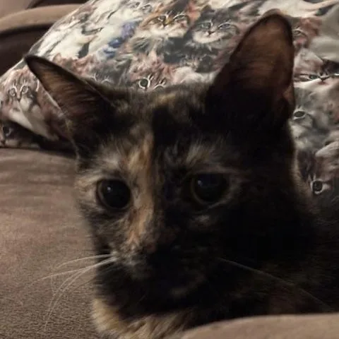A young medium-sized female Tortoiseshell Domestic Short Hair cat named Flicker for adoption in Renton , WA