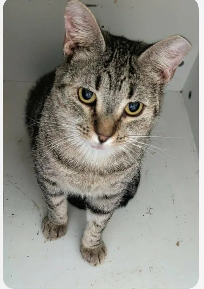 A young medium-sized female Gray / Blue / Silver Domestic Short Hair cat named Angel for adoption in Salisbury, NC