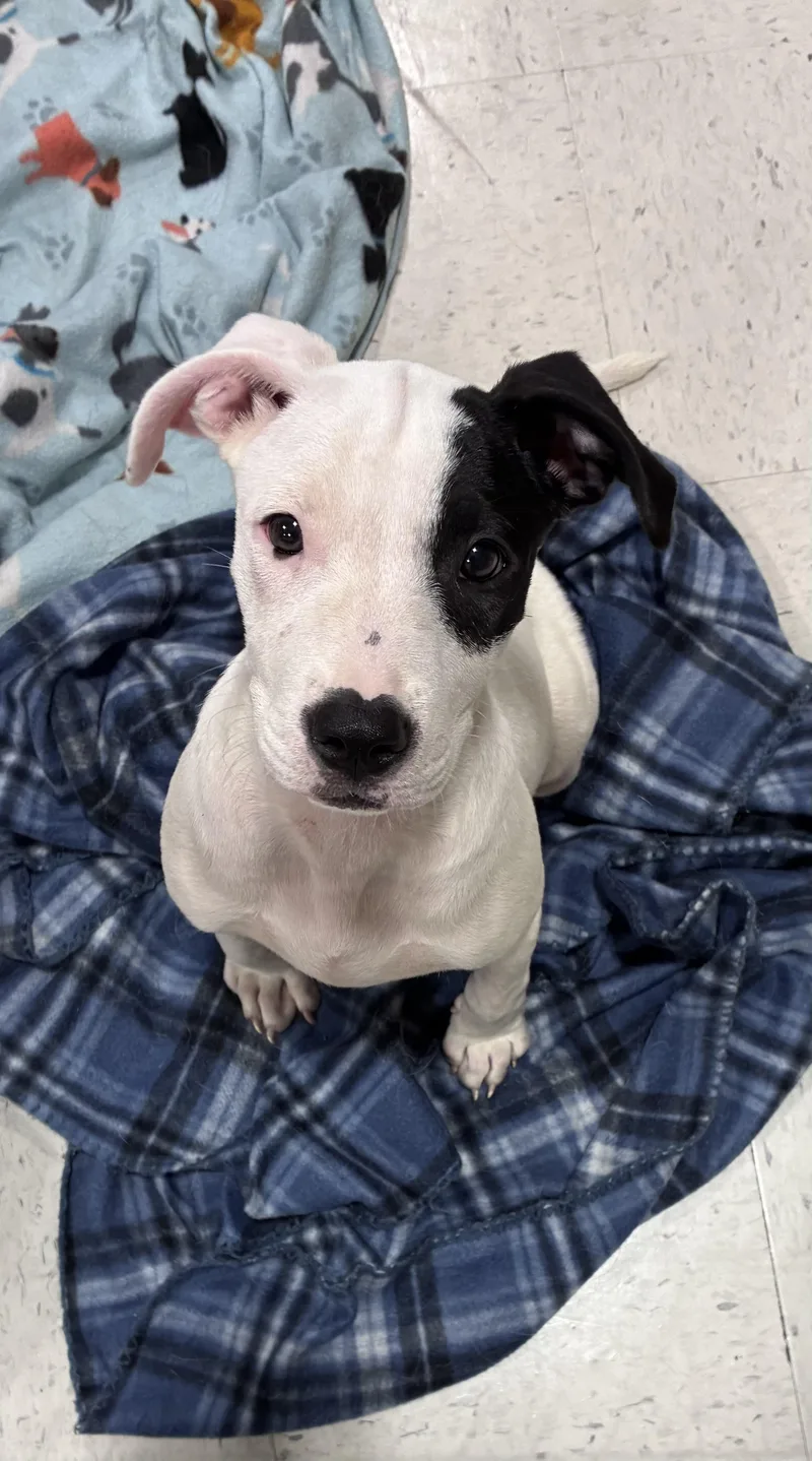 A young medium-sized female Pit Bull Terrier dog named Cherish for adoption in Mobile, AL