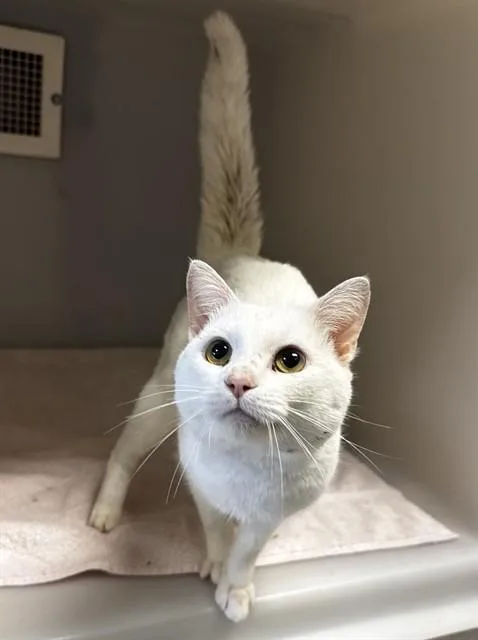 An adult medium-sized male Domestic Short Hair cat named Frosty for adoption in Statesville, NC