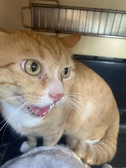 An adult large-sized male Domestic Short Hair cat named Tom for adoption in Dallas, TX