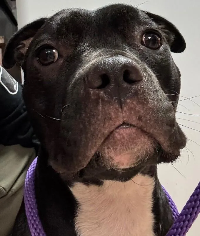 An adult medium-sized female Black Mixed Breed dog named Romy for adoption in Cincinnati, OH