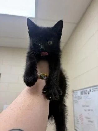 A baby small-sized female Domestic Short Hair cat named Lunch Meat for adoption in Westland, MI