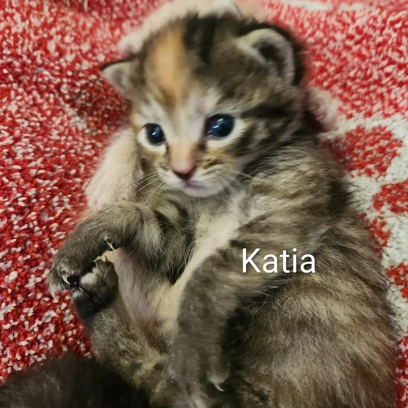 A baby small-sized female Brown / Chocolate Domestic Short Hair cat named Katia for adoption in Harrisonburg, VA