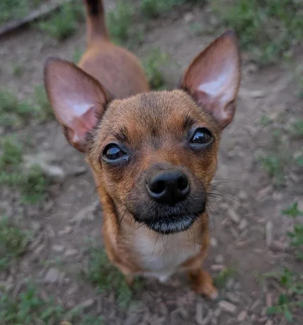 A young small-sized female Chihuahua dog named Cornichon for adoption in Santa Rosa, CA