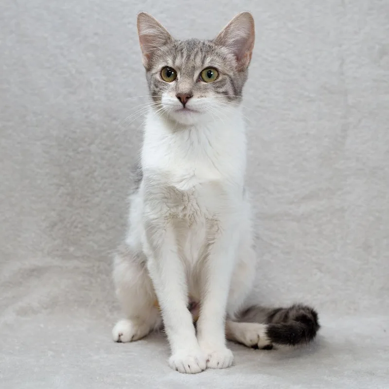 A baby small-sized female Gray / Blue / Silver Domestic Short Hair cat named Willow for adoption in Sunnyvale, CA