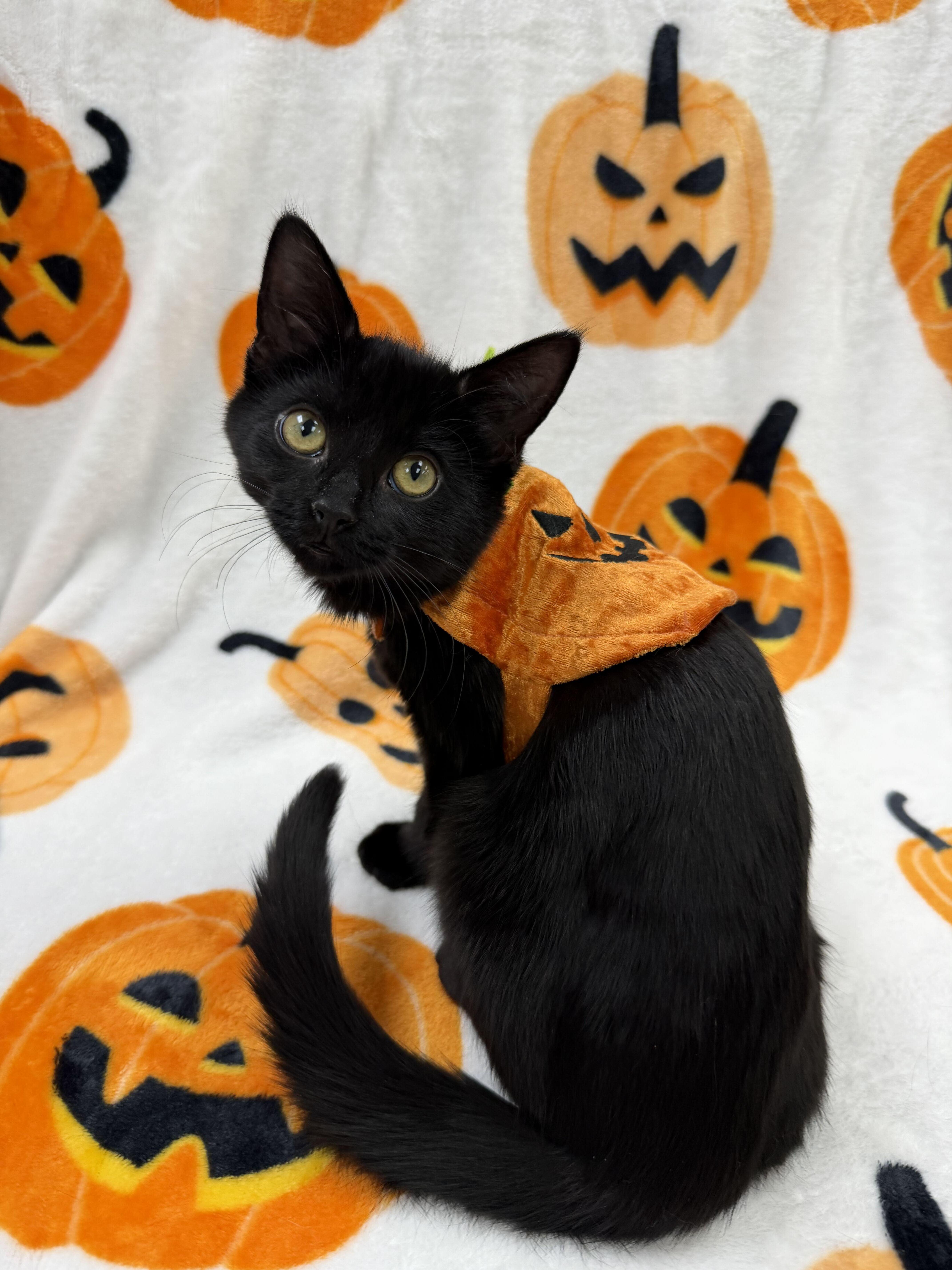 A baby medium-sized female Black Domestic Short Hair cat named Andarna for adoption in Columbus, OH