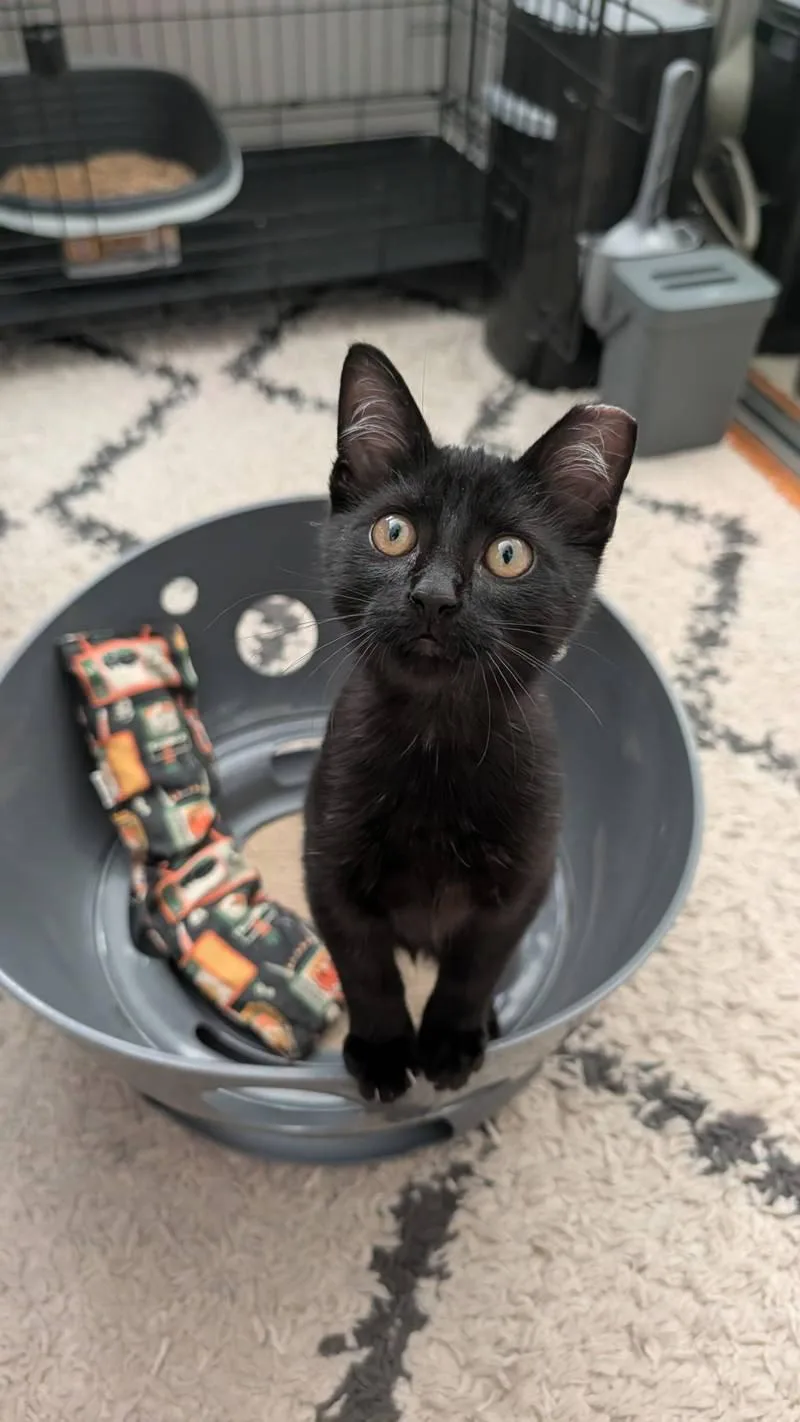 A baby medium-sized male Black Domestic Short Hair cat named Binx for adoption in San Jose, CA