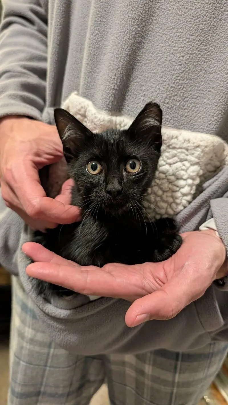 Binx thumbnail 2