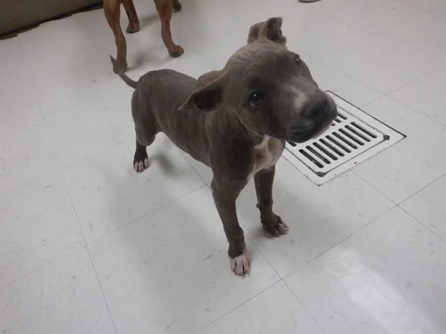 A baby medium-sized female Pit Bull Terrier dog named Stella for adoption in Oroville, CA