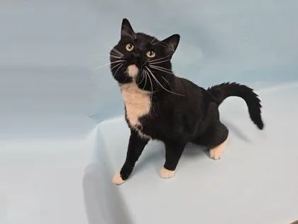 An adult small-sized male Domestic Short Hair cat named Omar for adoption in Coon Rapids, MN