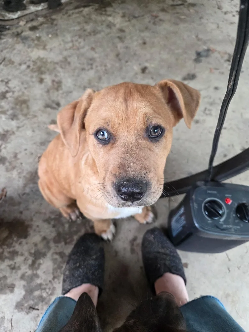 A baby medium-sized female Yellow / Tan / Blond / Fawn Pit Bull Terrier dog named Hudini for adoption in Elizabeth, PA