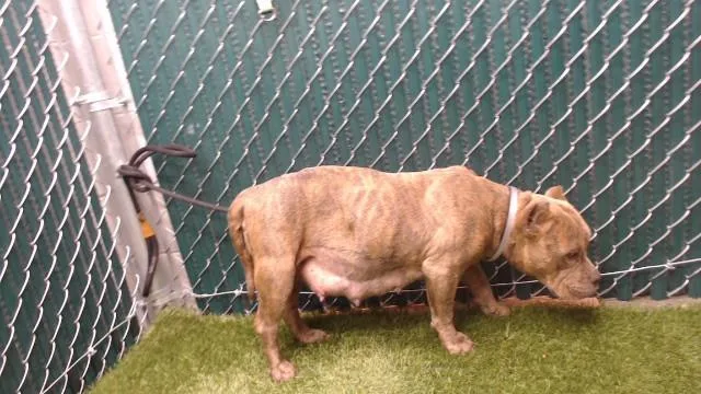A young medium-sized female Pit Bull Terrier dog named Evelyn for adoption in Downey, CA